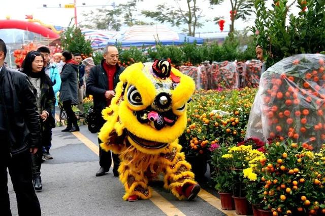 江门迎春花市即将开锣！三区花市地点都在这了！内附超强选购秘籍……