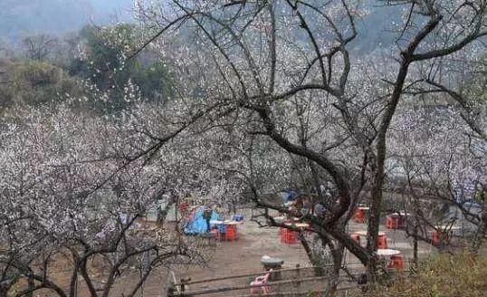 成行!12月31日(周日)惠州梁化御景峰森林公园赏梅