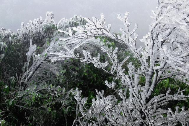 大明山出现雾凇!南宁人终于能喜提雪景了!约吗?