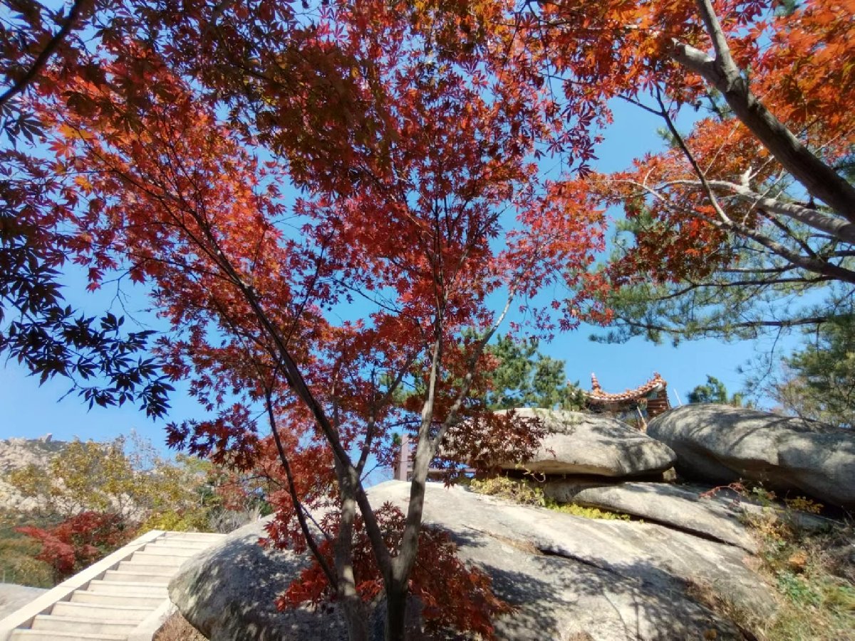 2022青岛崂山风景区秋叶图片