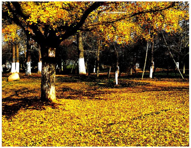 十里长廊古银杏浙江长兴八都岕