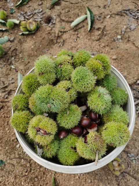 青龙满族自治县秦皇岛市青龙县2023下树板栗