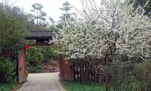 再不去就晚了!惠州人喜欢的11大赏梅胜地,来场风花雪月之旅!