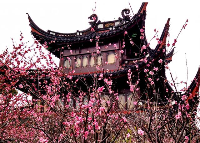 清明·春满楼-宁波开展清明花漾行活动踏春观景迎春光