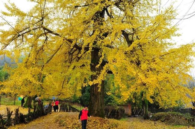 八大银杏观赏基地，这里是2021年广东银杏观赏最全攻略