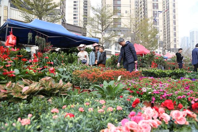 行花街，过大年！惠州花市开市，看看有多美