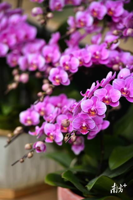 图集|清远迎春花市开幕，花香带出浓浓市井味