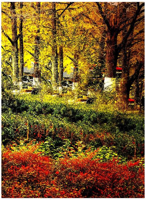 十里长廊古银杏浙江长兴八都岕