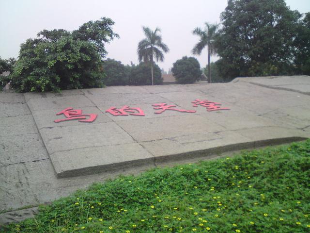 小鸟天堂是广东新会闻名中外的生态旅游景点,天然赏鸟胜地