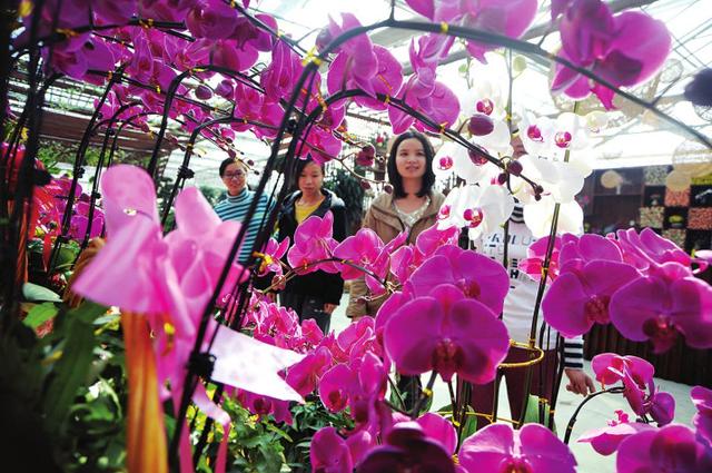 2015年惠州迎春花市2.3开市啦!(附地点交通)