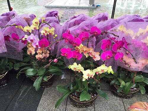 五邑华侨广场迎春花市开市