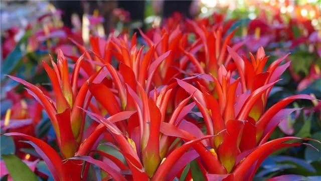 阳江：今年花市好靓！