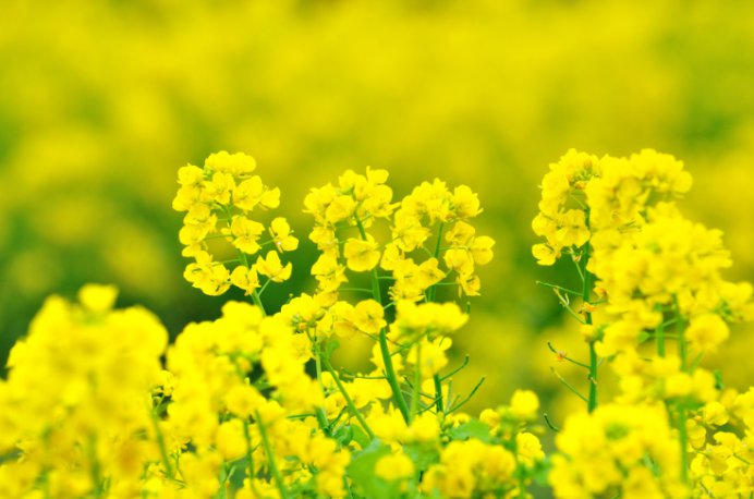 2021杭州建德黄饶半岛油菜花