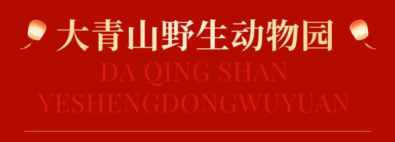 2025呼和浩特回民区元宵节活动安排一览