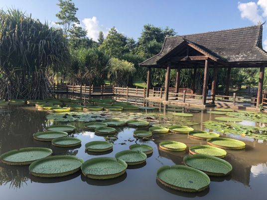 勐仑热带植物园