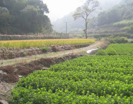 大岭背古道