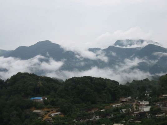 易武古茶山