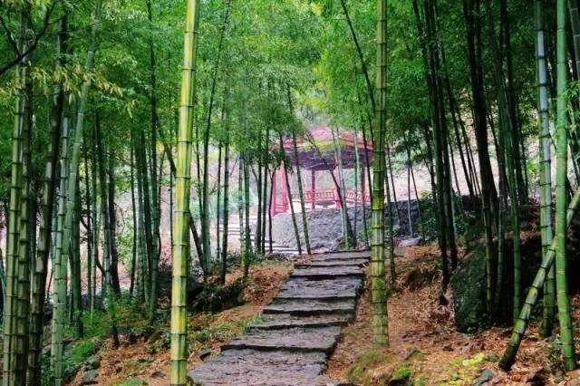 笑天龙——八大坑森林步道