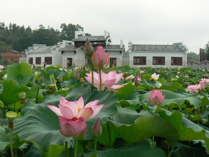 广昌县莲花科技博览园