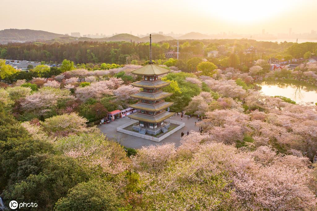 东湖樱花园