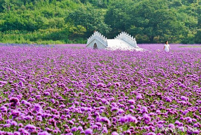 大坪凤园花海旅游景区