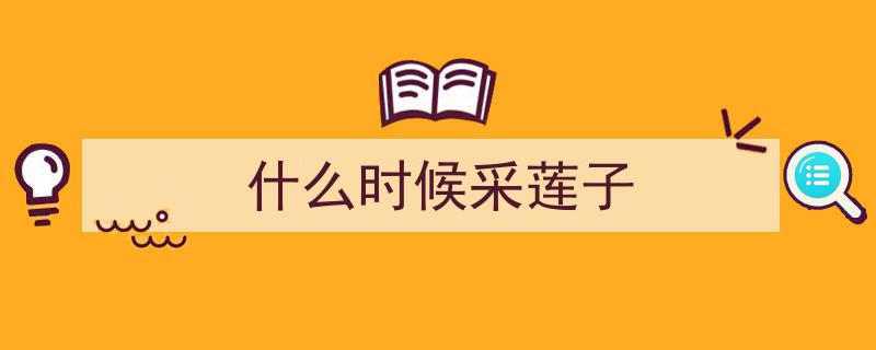 立秋时节奉贤烟火，莲子香甜爽脆消暑润燥"/