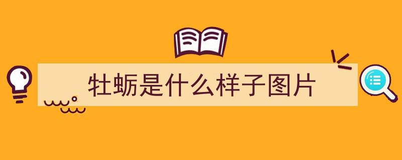 男人若不差钱，必尝美味牡蛎,营养炒盘，揭秘不懂做法的遗憾"/