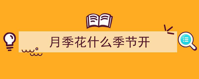 月季花竞艳之谜,自然之美，多彩绽放的奥秘"/