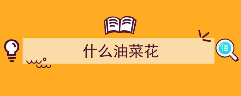 遇见浪漫,紫油菜花海，带你领略别样田园风光"/