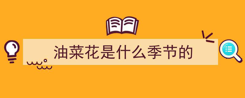 油菜花开的季节,金黄画卷中的诗意漫步"/