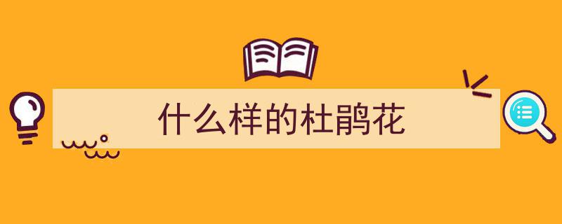 黄山松花开满枝，如嵌金铃，春意盎然"/