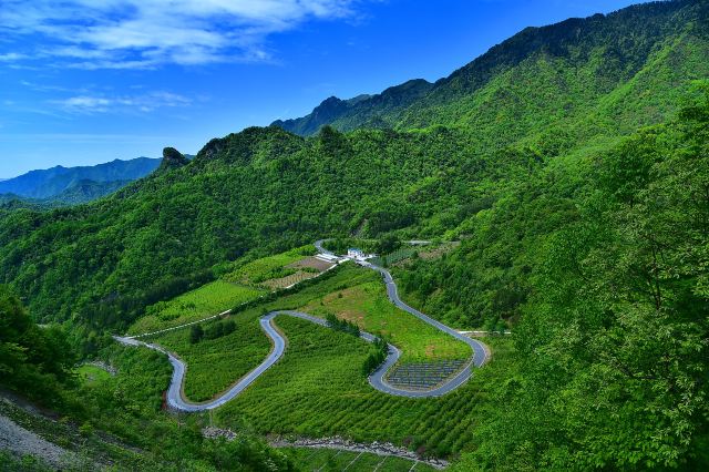 安康市千家坪森林公园
