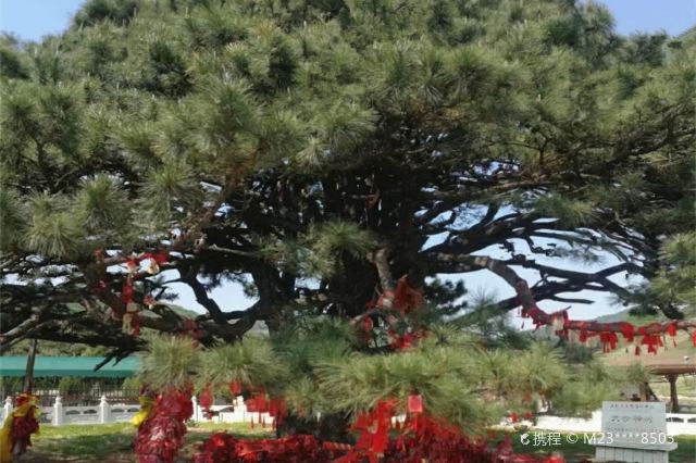 铁岭红带沟大清神树