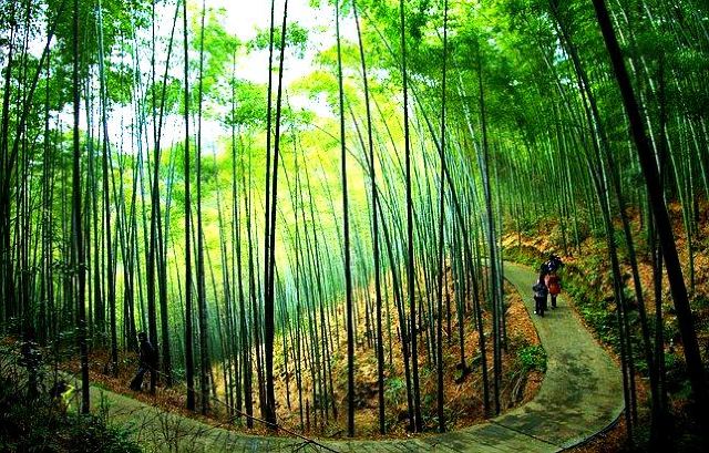 重庆楠竹山森林公园