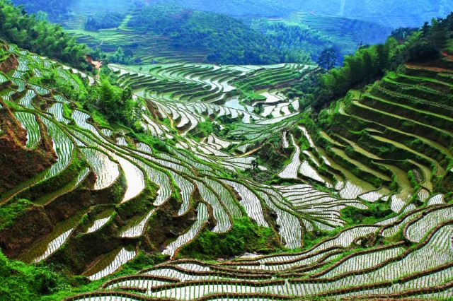 遂川桃源梯田