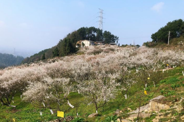 达州乌梅山旅游