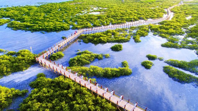 北海金树湾红树林生态旅游区
