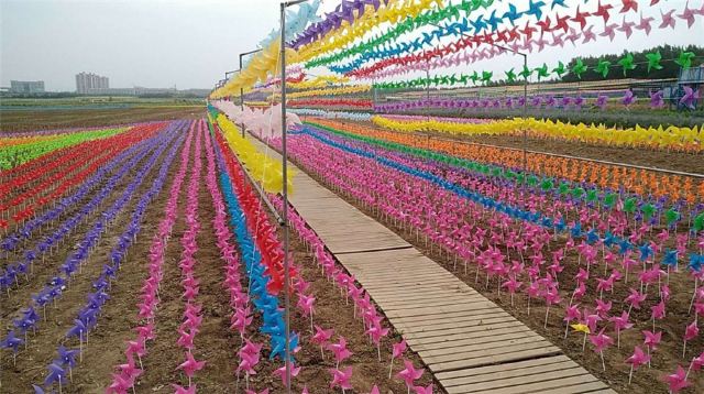 铁岭新城万亩花海