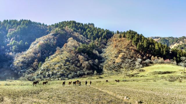 山西庞泉沟国家级自然保护区