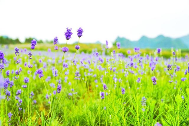 忻城薰衣草庄园