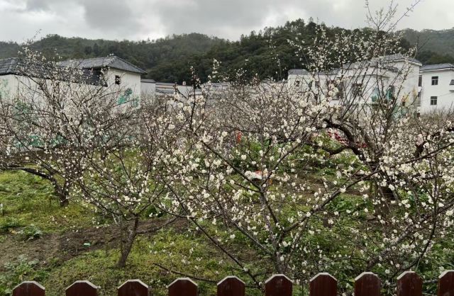 陆河螺洞世外梅园旅游区